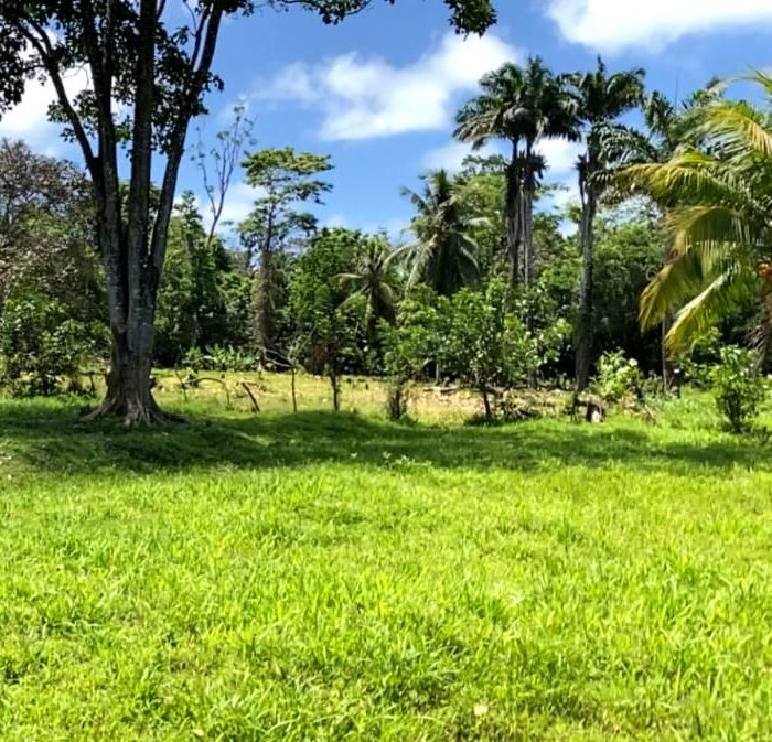 Wildlife & Birdwatching Haven. Another flat area with tall trees, local wildlife, and rich birdlife ideal for nature immersion and birdwatching experiences.