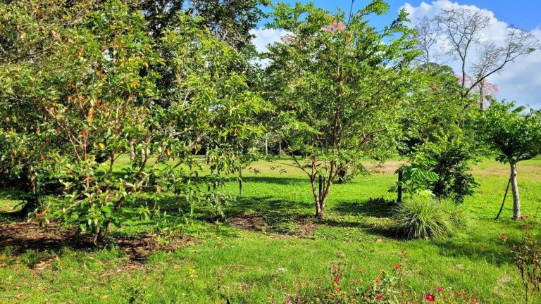 Native Fruit Trees On-Site. Local fruit trees growing naturally on the property, supporting biodiversity, self-sufficiency, and a true connection to the land.
