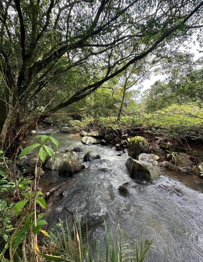Life Along Río Limoncito. The Río Limoncito flows along the property: ideal for fishing and light outdoor activities in a peaceful natural setting.