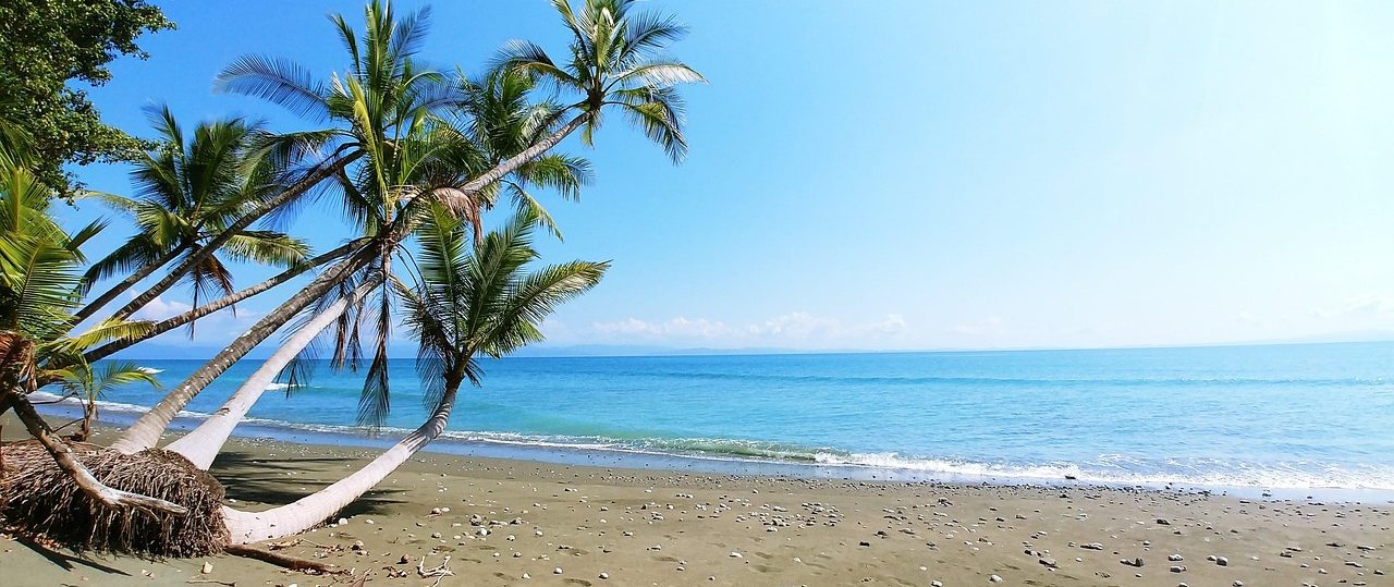 Tropical Beach Paradise. Pristine beach lined with swaying palms, crystal-clear waters, and untouched nature—a true Caribbean paradise.