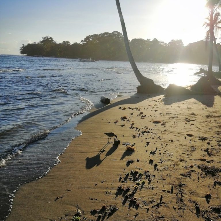 Puerto Viejo Beach Vibes. Picture-perfect beaches with crystal-clear waters, ideal for surfing, relaxing, and soaking in Puerto Viejo’s vibrant Caribbean atmosphere.
