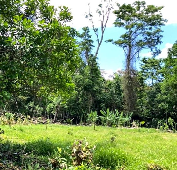 From Open Land to Forest. From the flat terrain, the landscape gently transitions into a rich forested area, revealing depth, biodiversity, and natural continuity.